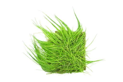 Dwarf Hairgrass - Eleocharis Parvula - Coco Fiber - Mat