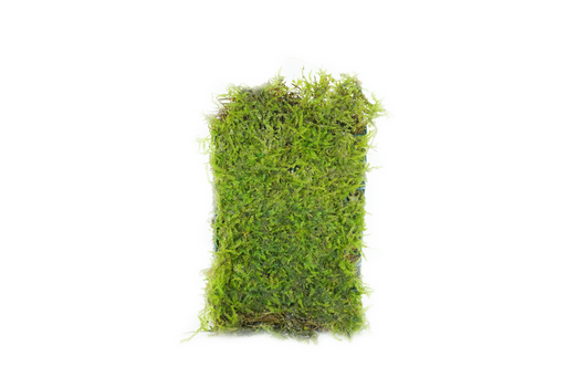 Java Moss - Vesicularia Dubyana - Mat